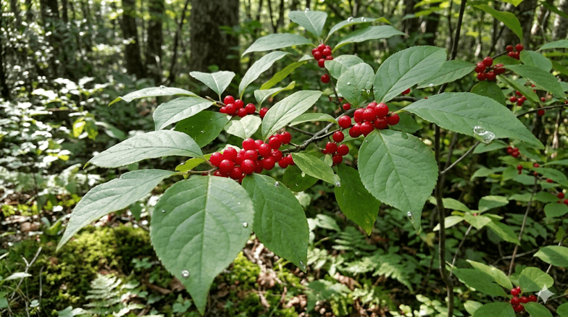 Mountain Holly